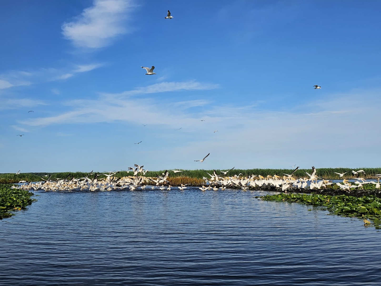 Stol de pelicani in Delta Dunarii